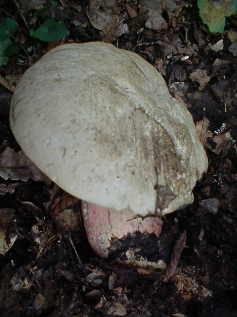 Boletus satanas?